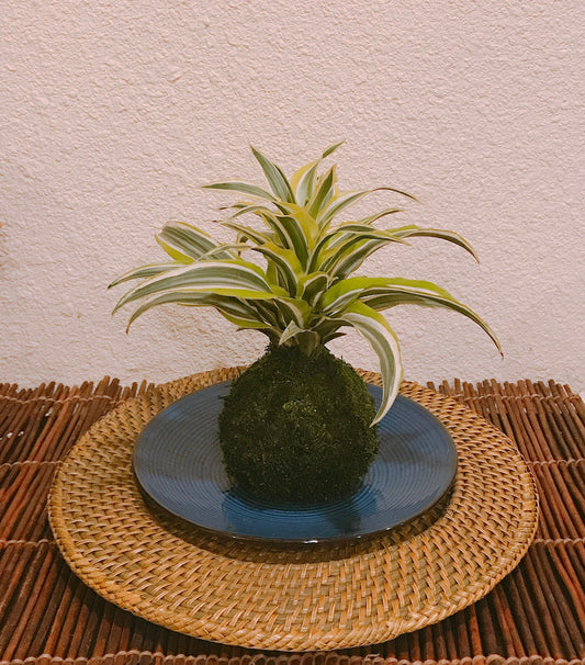 Lemon Lime Warneckii Dracaena Kokedama