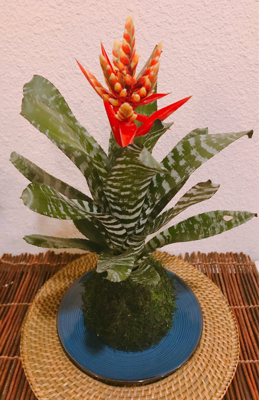 Kokedama - Moss ball with exotic Bromeliad Aechmea Rebecca!