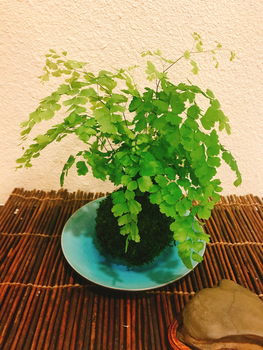 Maiden Fern Kokedama - Moss ball , Japanese traditional indoor garden technique.