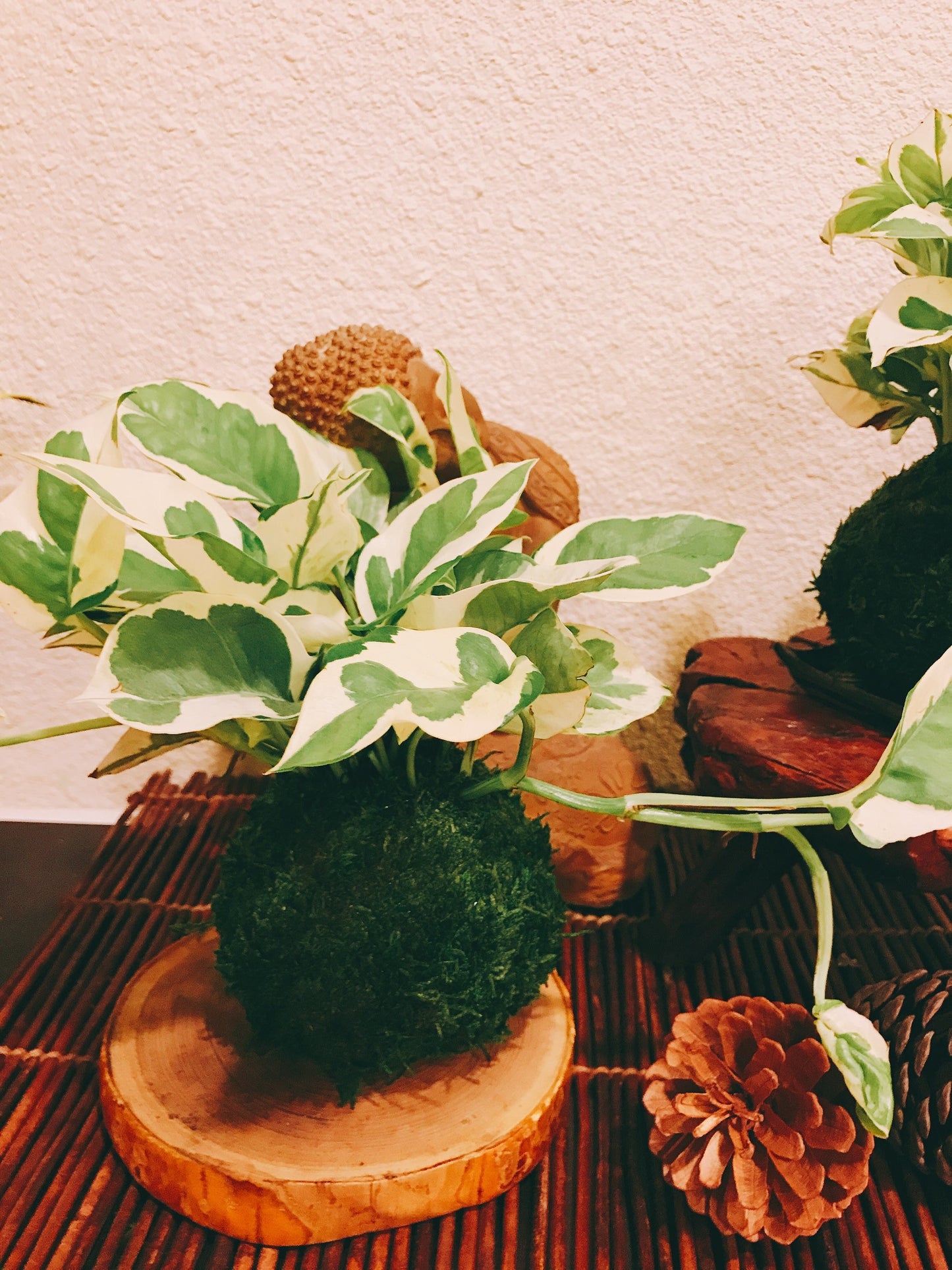 pothos orb totk N-Joy Pothos Kokedama - Moss ball