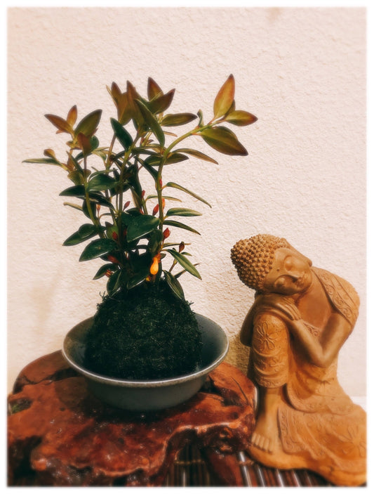 Gold Fish Kokedama - Moss ball - Japanese Living Art