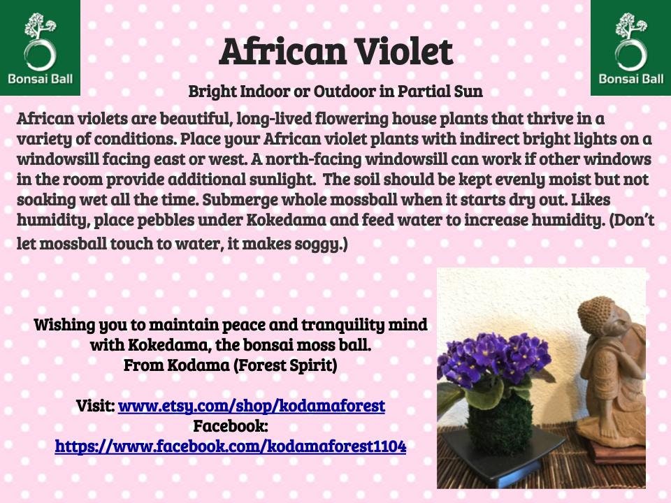 African Violet Kokedama - Moss ball, purple African Violet! Keep bloom perennial flowering plants.