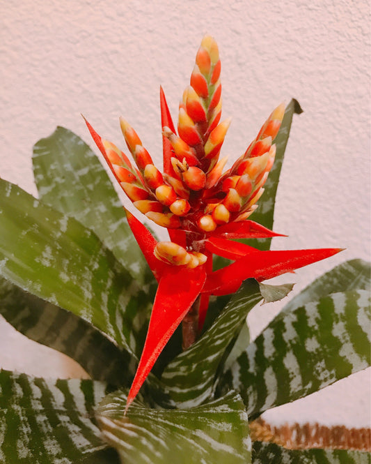 Kokedama - Moss ball with exotic Bromeliad Aechmea Rebecca!