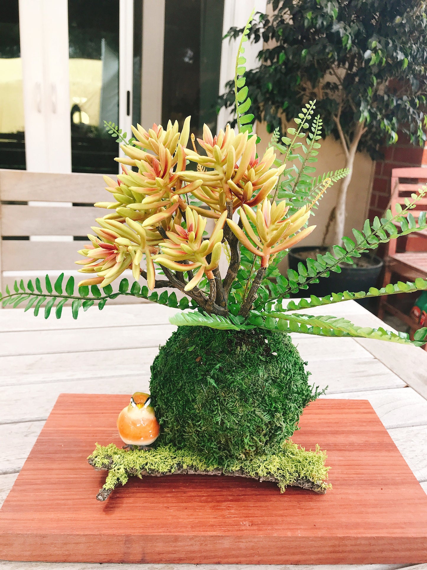 Kokedama - Silkflower Kokedama Arrangement, Yellow Coppertone stonecrop PVC succulent with fresh green fern.
