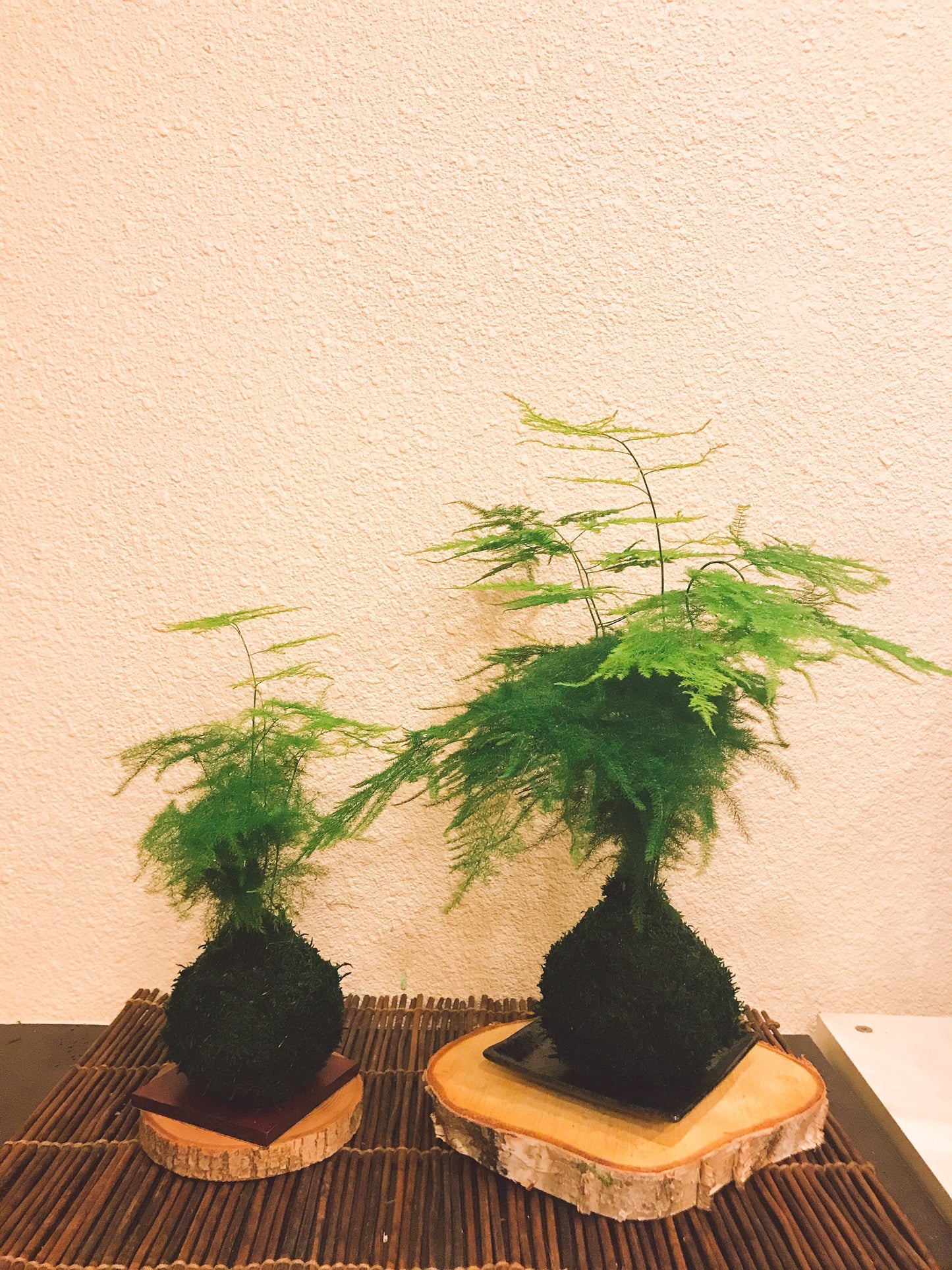 Medium Size Asparagus fern Kokedama - Bonsai Moss ball, Attractive herbaceous, lace-like foliage perennial plant.