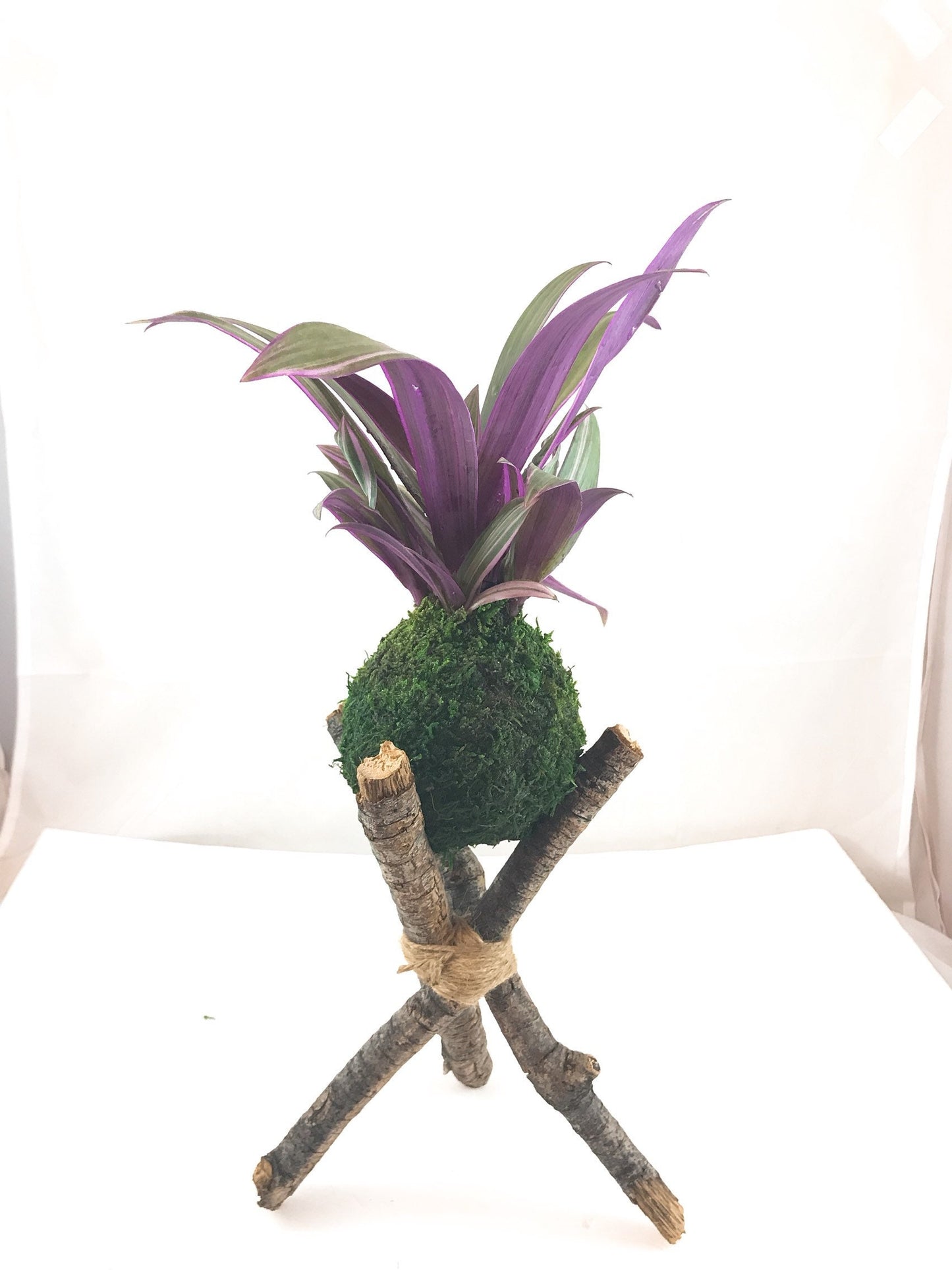 Moses in the cradle Kokedama - Bonsai Moss ball - Japanese house plant decoration