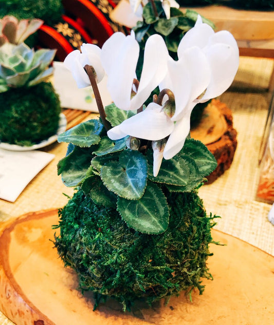 Kokedama - mossball, Mini Cyclamen Kokedama