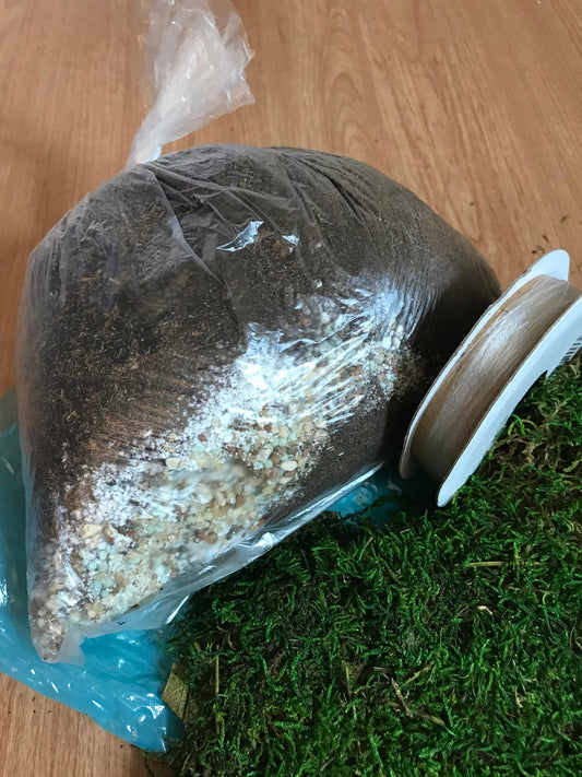 Kokedama DIY Kit - will mix soils for your desired plants!