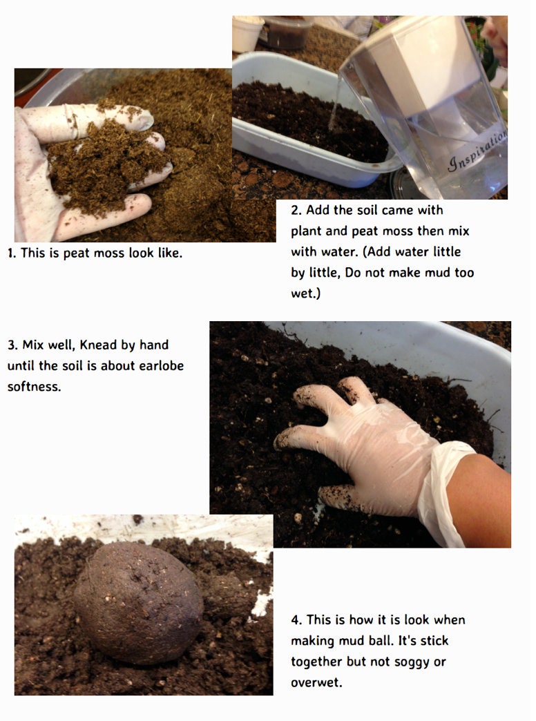 Kokedama DIY Kit - will mix soils for your desired plants!