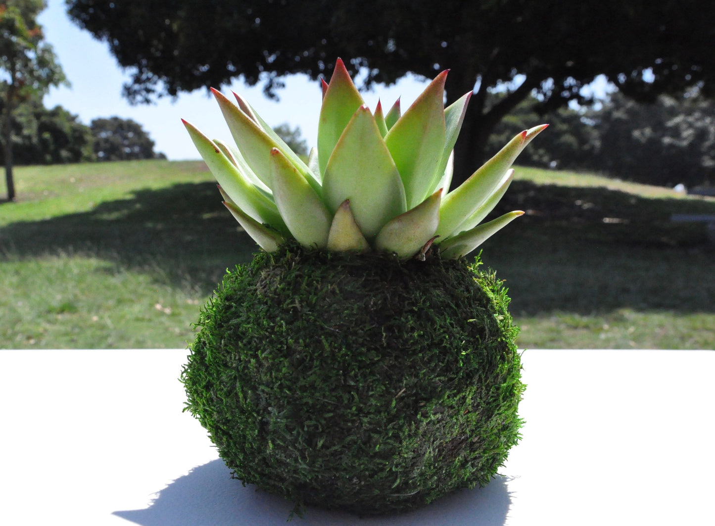 Echiveria Succulent Large Kokedama - Japanese Living Art - Moss ball