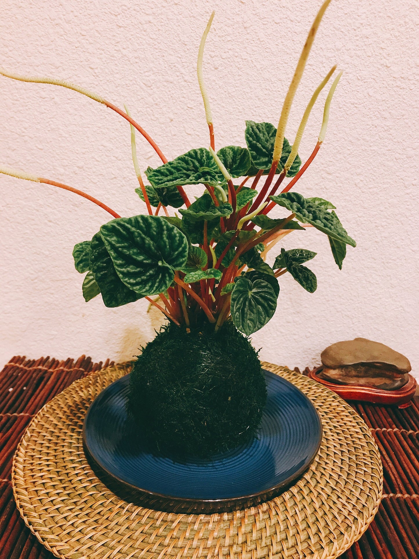 Peperomia caperata emerald ripple, Kokedama, Japanese traditional indoor moss ball garden