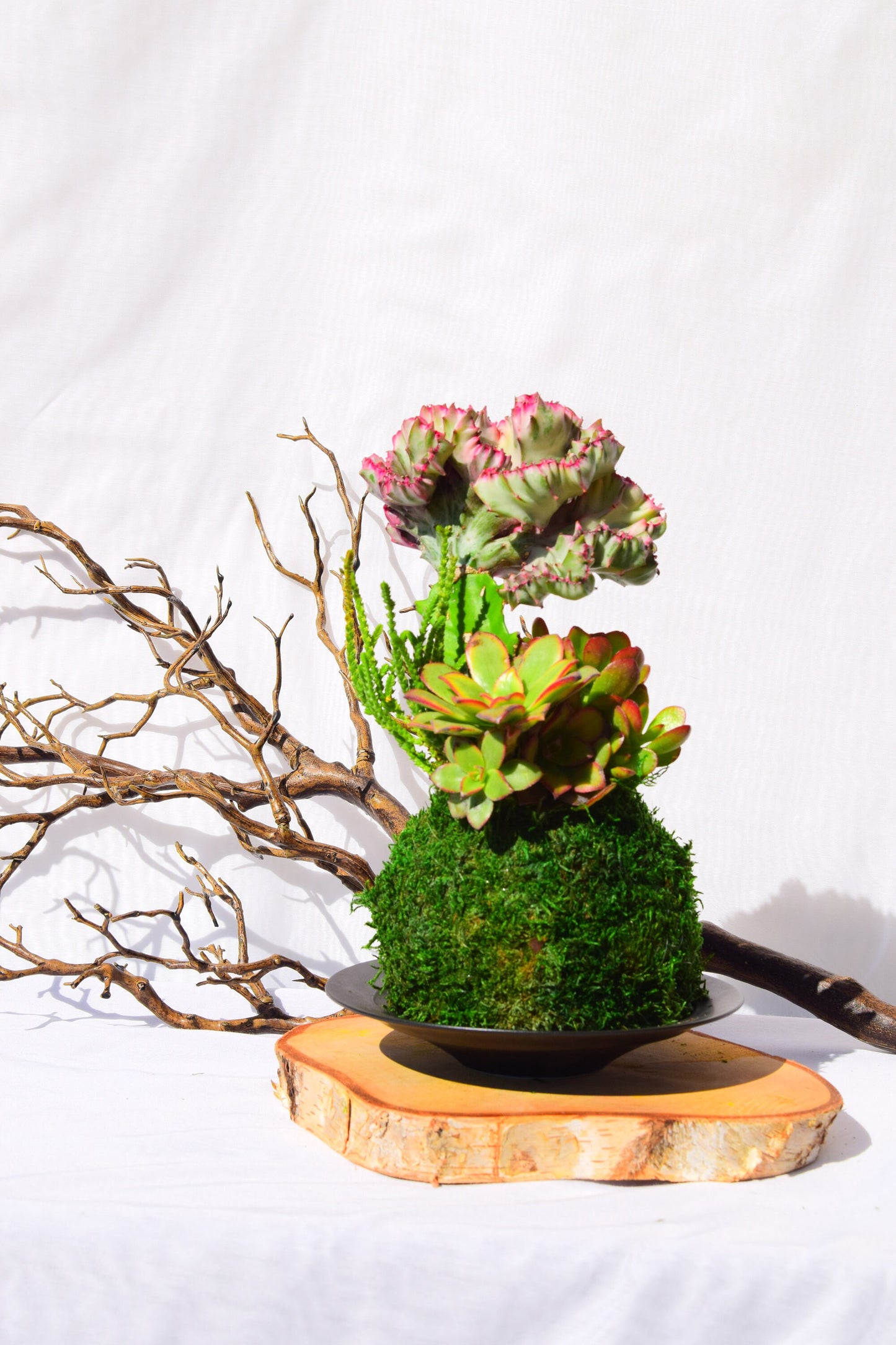 Coral Cactus with succulent combo Kokedama - Japanese Living Art - Moss ball