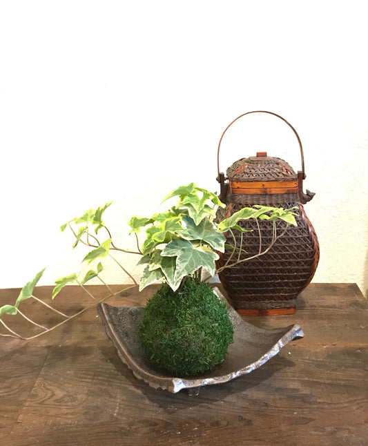 Kokedama - Works good with ecocube. Moss ball with fresh green color Variegated Ivy!