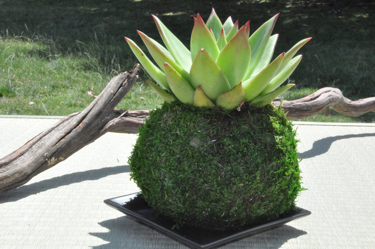 Echiveria Succulent Large Kokedama - Japanese Living Art - Moss ball
