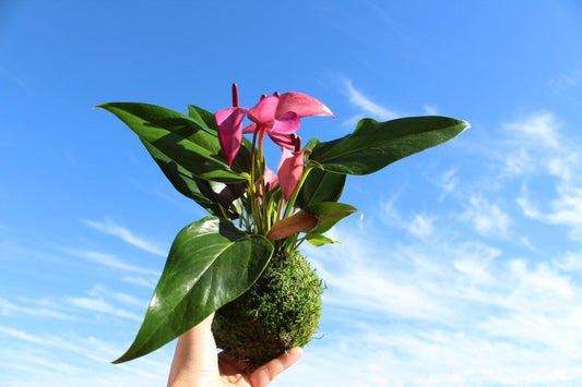 Pink (purple) Anthurium Kokedama - Bonsai Moss Ball, anthrium, beautiful soft purple color. Peaceful, healing, filles with love gift.