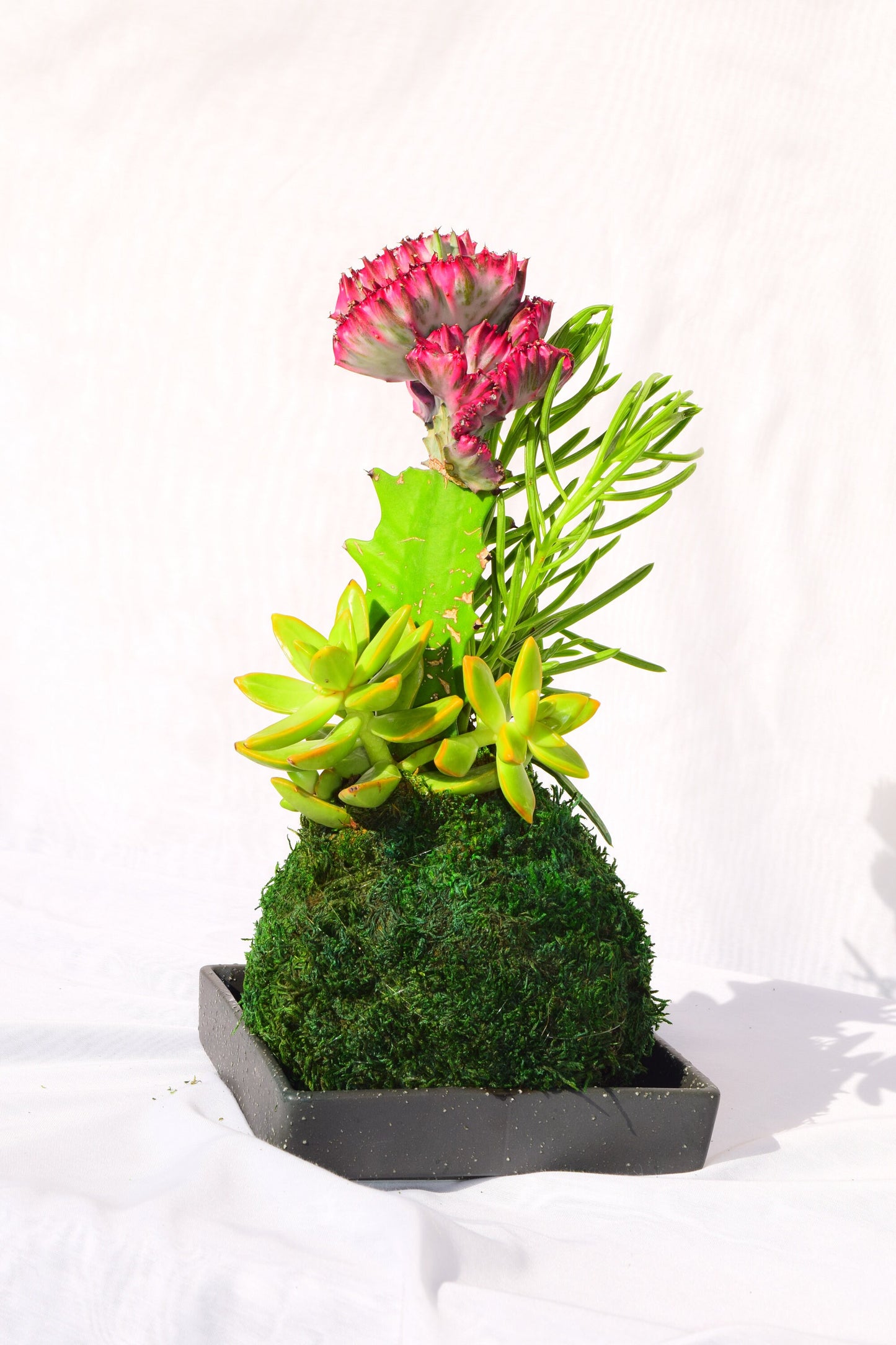 Coral Cactus with succulent combo Kokedama - Japanese Living Art - Moss ball