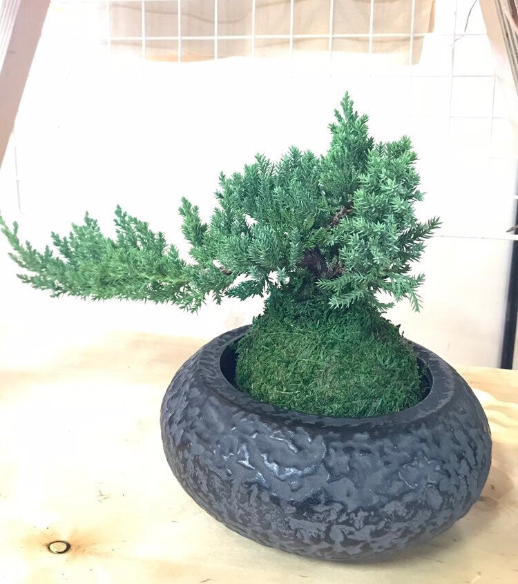 Juniper online bondai Kokedama!