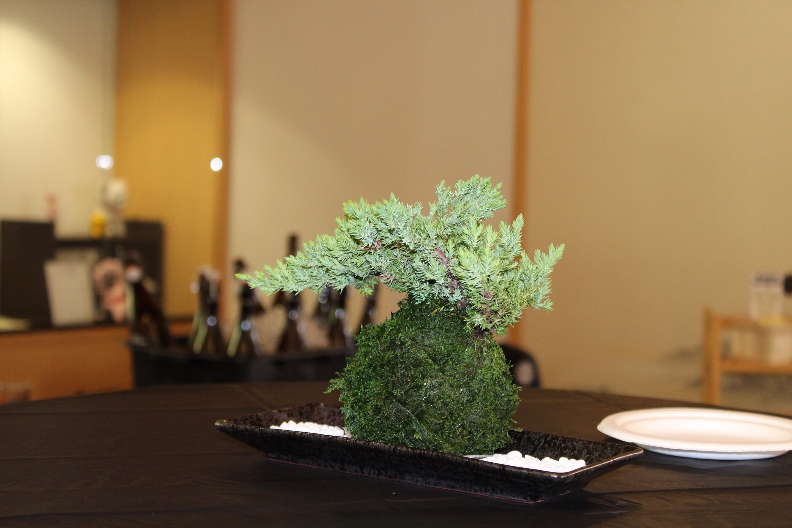 Juniper bondai Kokedama! 2024