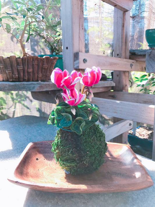 Kokedama - mossball, Mini Cyclamen Kokedama