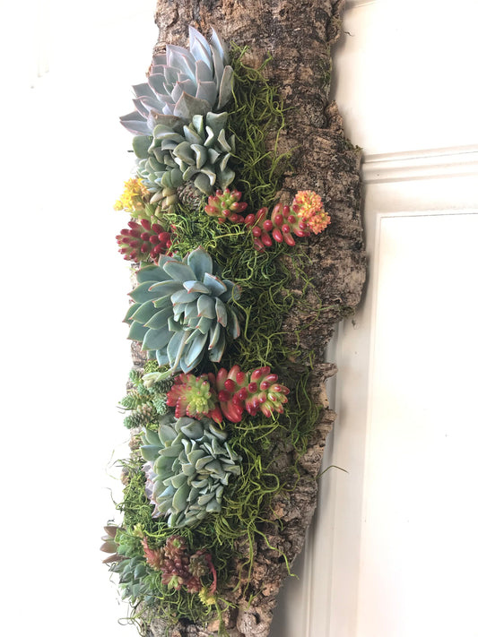 Vertical Wall decoration with assorted succulents on the cork board, Size approx 8 x 19 inch, live succulents and moss wall art