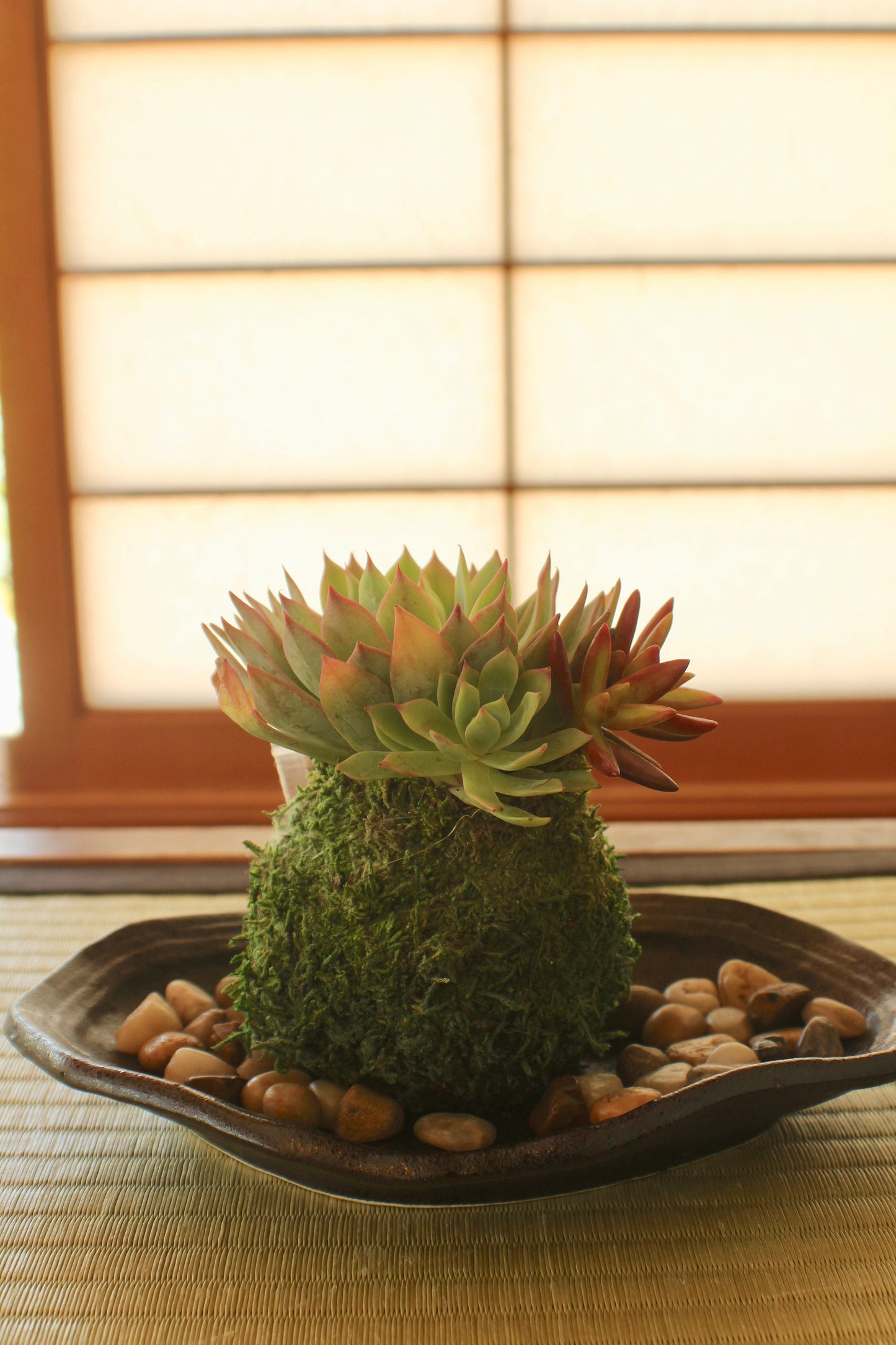 Assorted arranged Succulent Kokedama - Moss ball