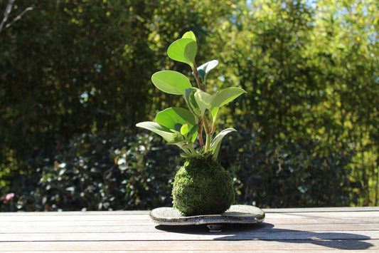 Peperomia variegated Kokedama, Japanese traditional indoor moss ball garden