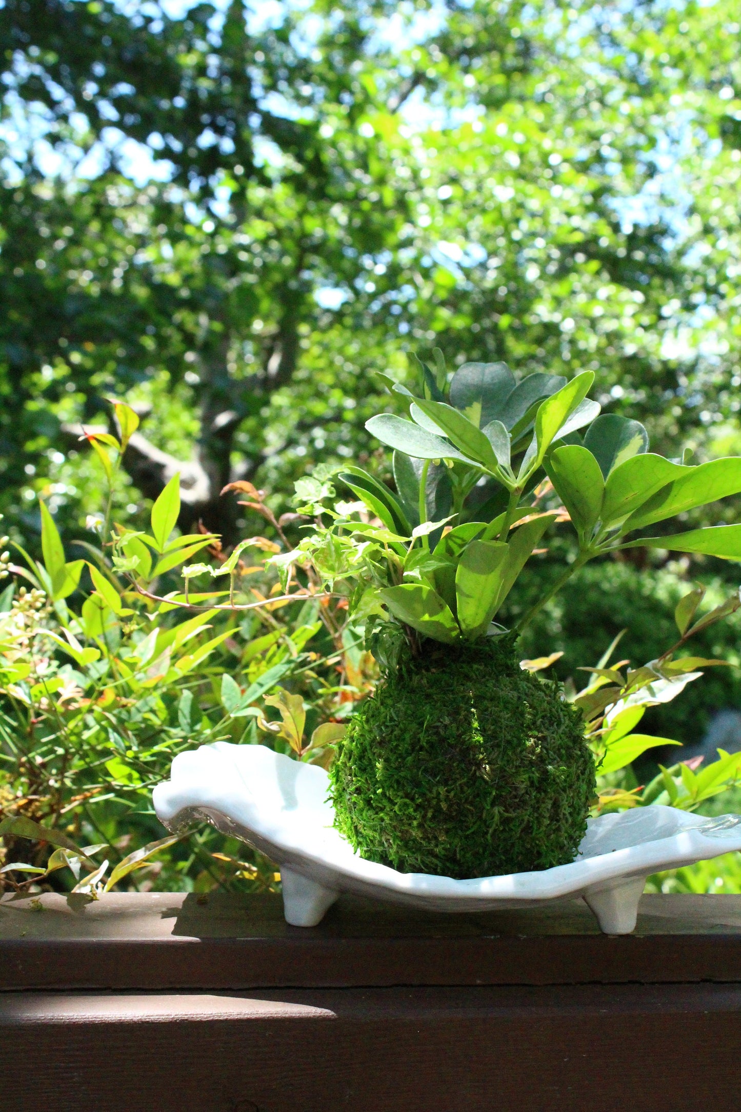 Arranged Kokedama, Schefflera with Ivy- Moss ball, Japanese indoor botanical art, spin-off of Bonsai.