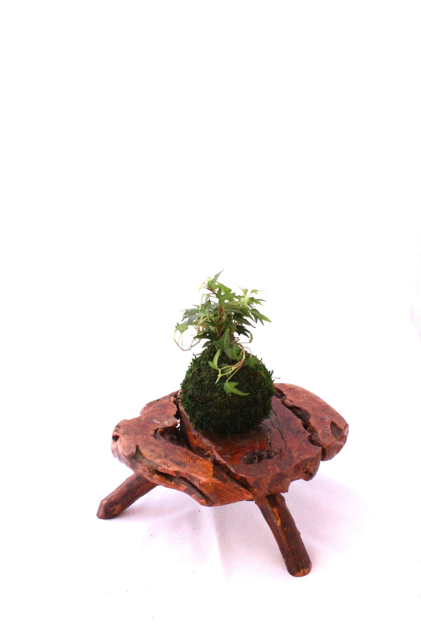 Mini Ivy Kokedama - Japanese botanical art, moss-ball with live ivy plant.