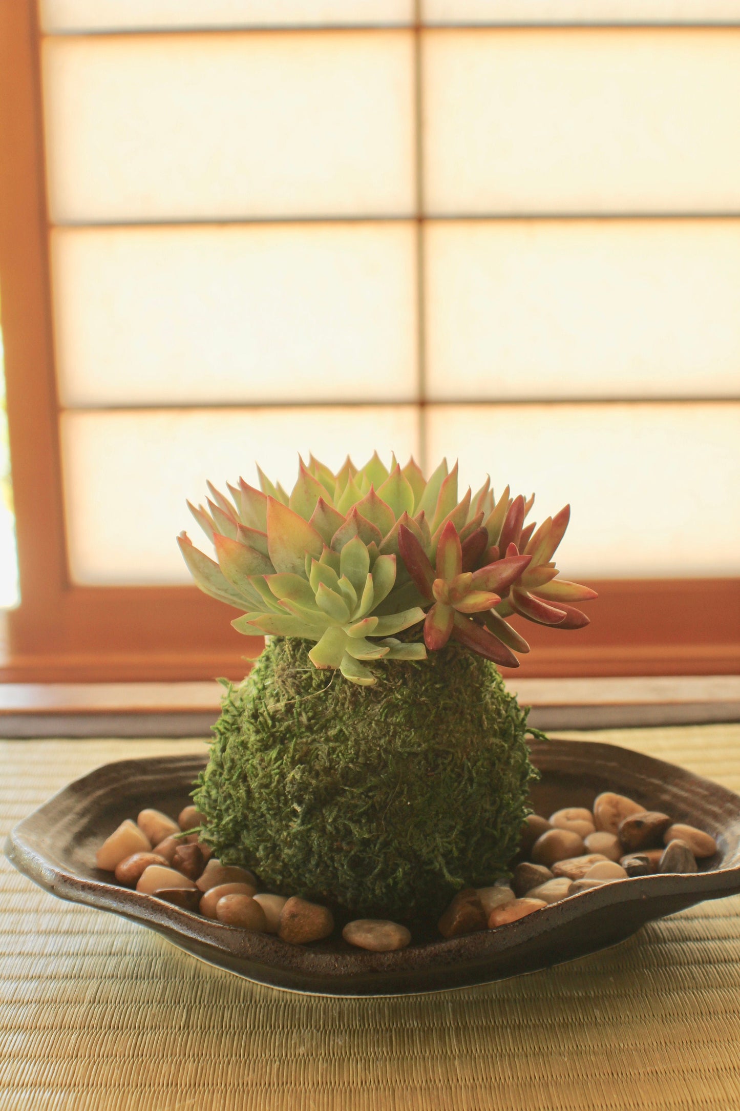 Assorted arranged Succulent Kokedama - Moss ball