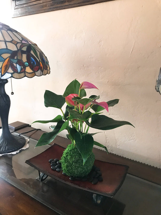 Pink Anthurium Kokedama - Moss ball, Japanese ancient botanical technique.
