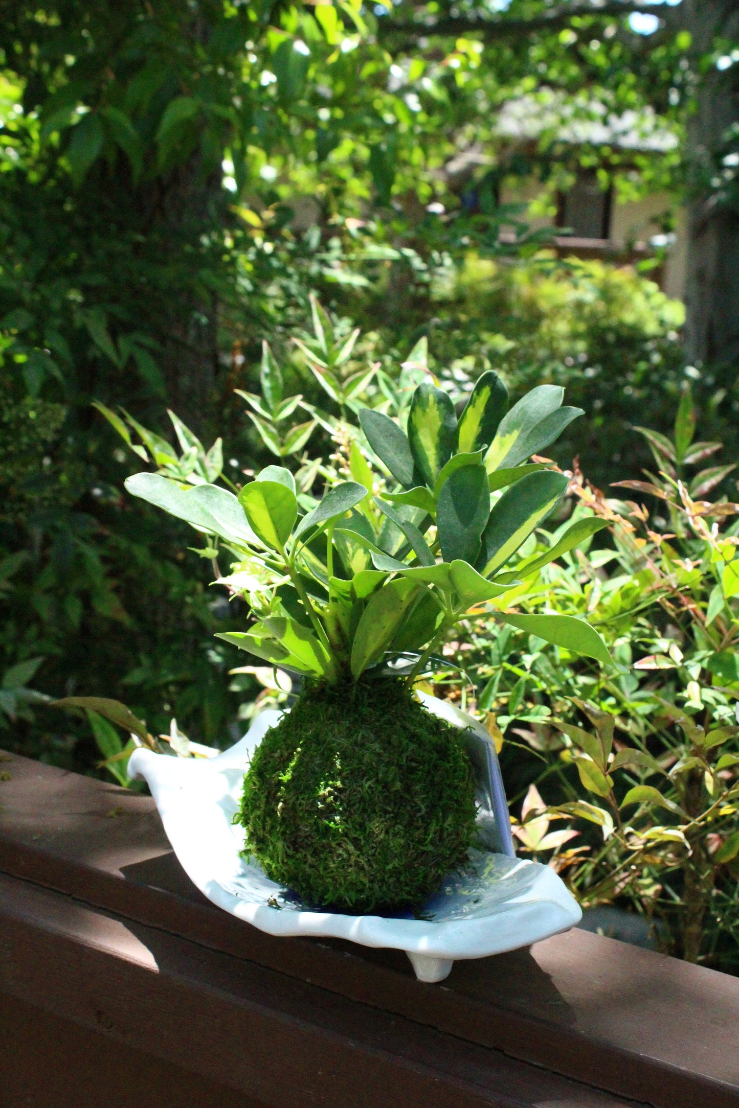 Arranged Kokedama, Schefflera with Ivy- Moss ball, Japanese indoor botanical art, spin-off of Bonsai.