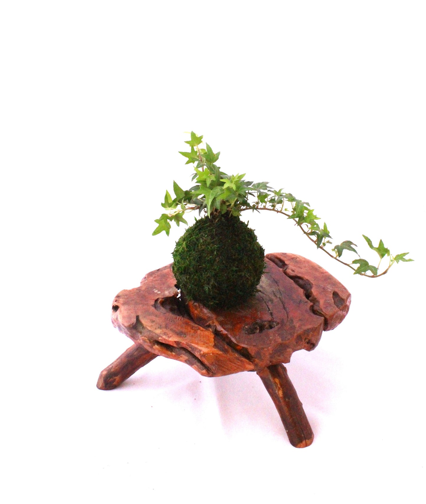 Mini Ivy Kokedama - Japanese botanical art, moss-ball with live ivy plant.
