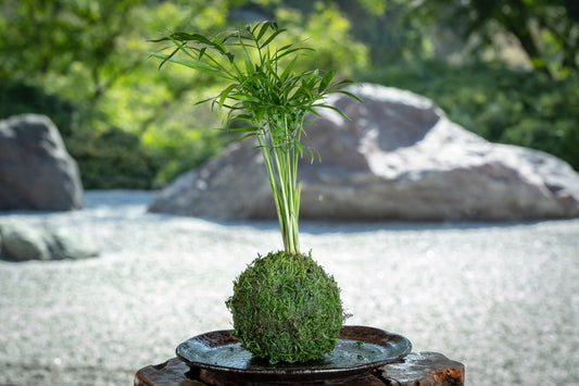 Mini Parlor Palm Kokedama - Moss ball, Japanese Living Art, a spin off of Bonsai, Japanese botanical technique.