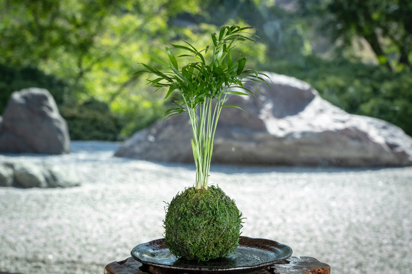 Mini Parlor Palm Kokedama - Moss ball, Japanese Living Art, a spin off of Bonsai, Japanese botanical technique.