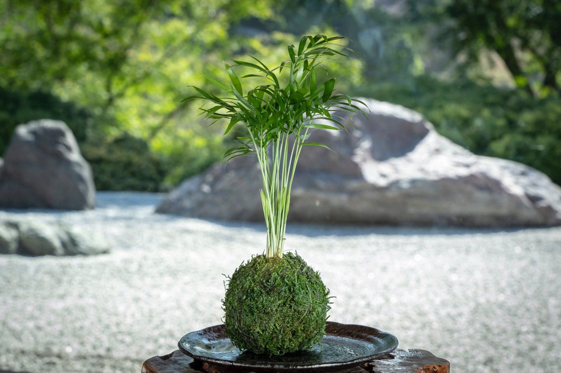 japanese air plant Good for Eco Cube Air! Mini Parlor Palm Kokedama