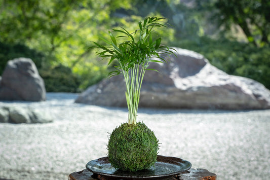 Good for Eco Cube Air! Mini Parlor Palm Kokedama - Moss ball, Japanese Living Art, a spin off of Bonsai, Japanese botanical technique.