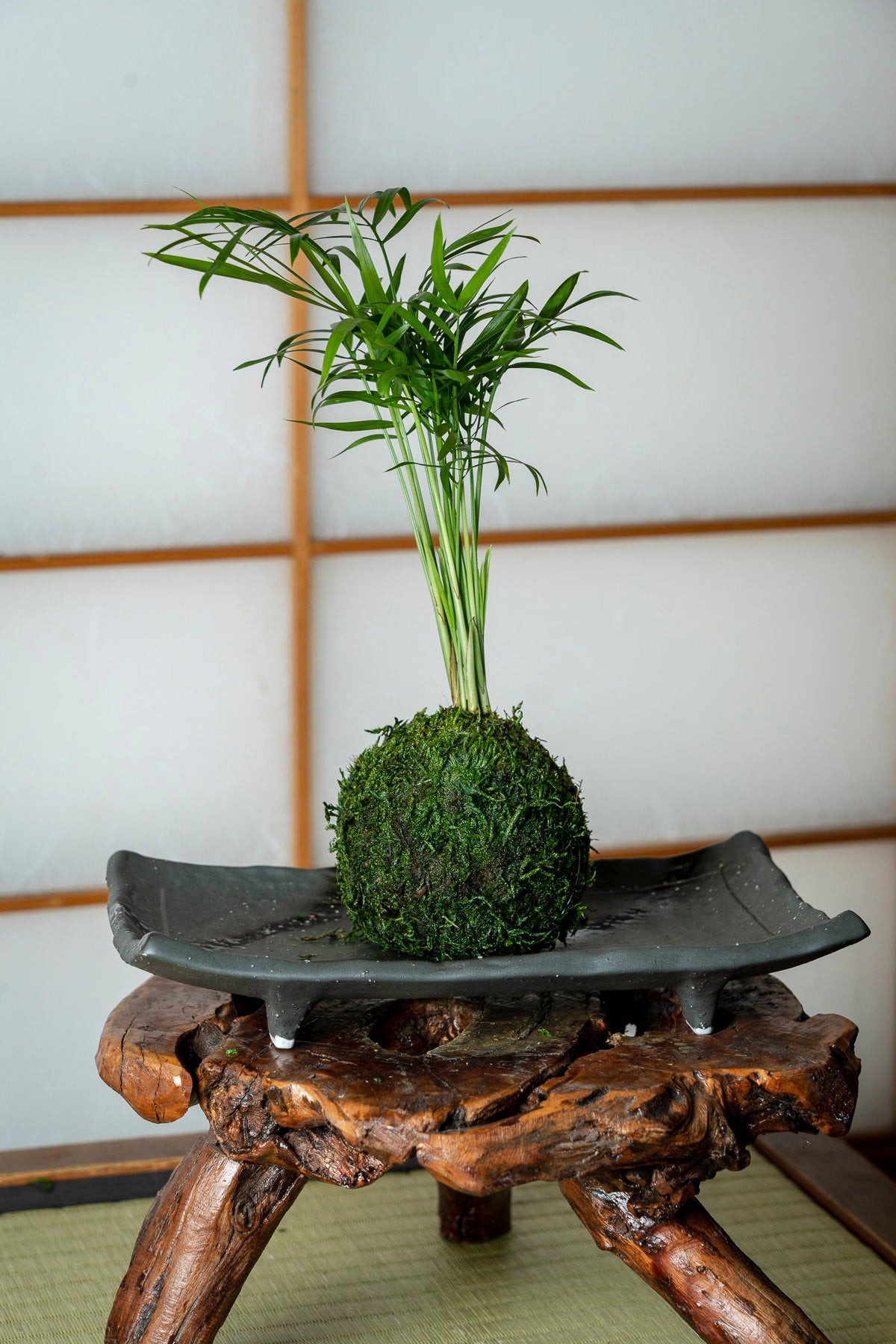 Good for Eco Cube Air! Mini Parlor Palm Kokedama - Moss ball, Japanese Living Art, a spin off of Bonsai, Japanese botanical technique.