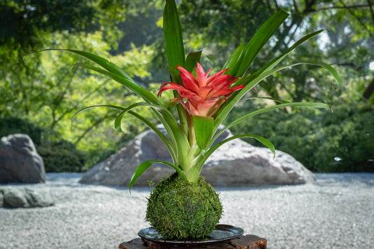 Kokedama - Moss ball, Lovely Pink Bromeliad, Guzmania!