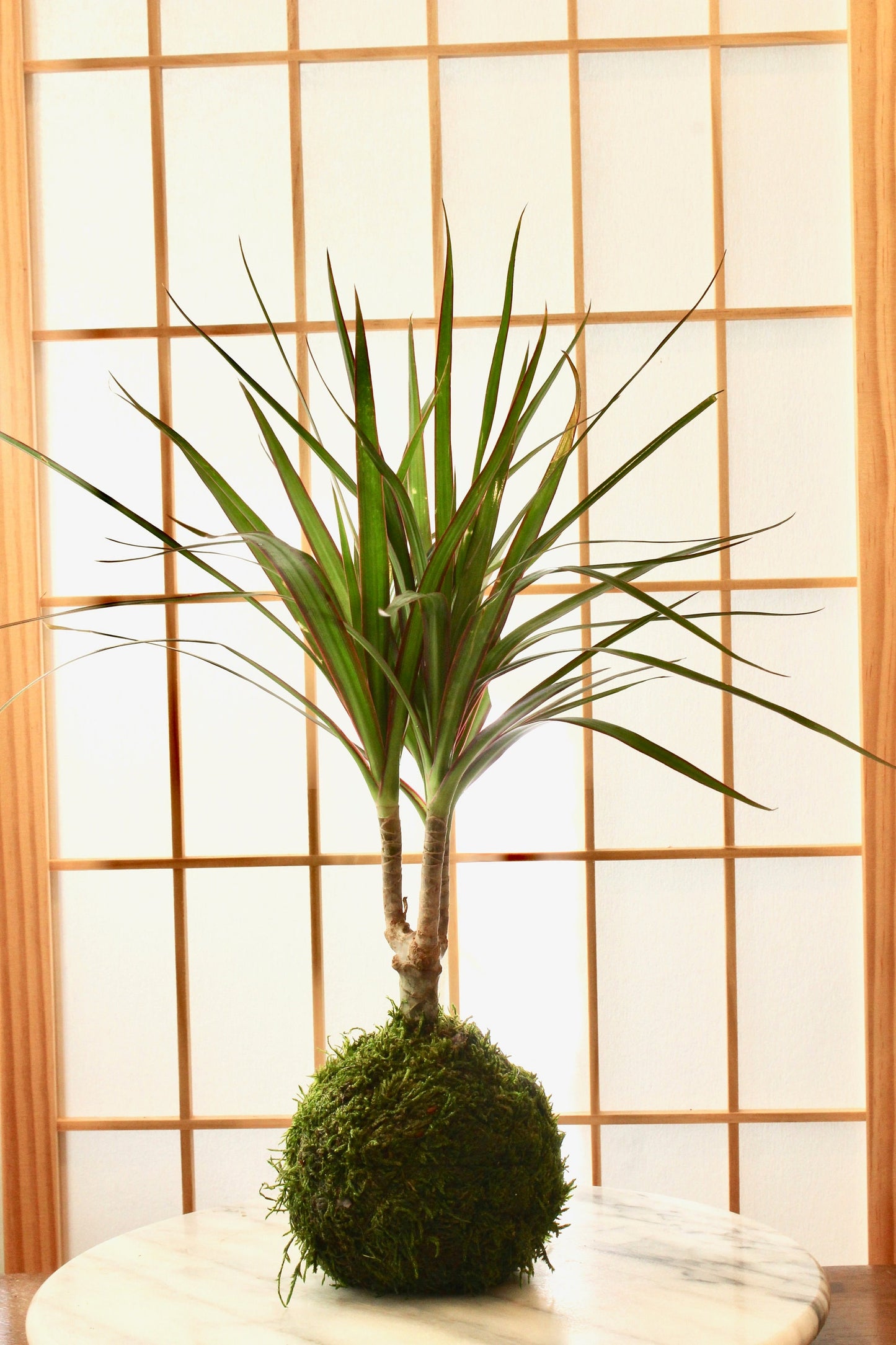 Dracaena Marginata Kokedama - Popular plant- last long. Low light is ok! Good indoor plant.