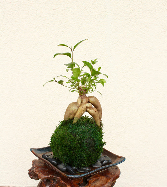 Banyan tree(Ginseng Ficus) Kokedama - Tree that bring happiness! Feel the forest, easy maintenance!