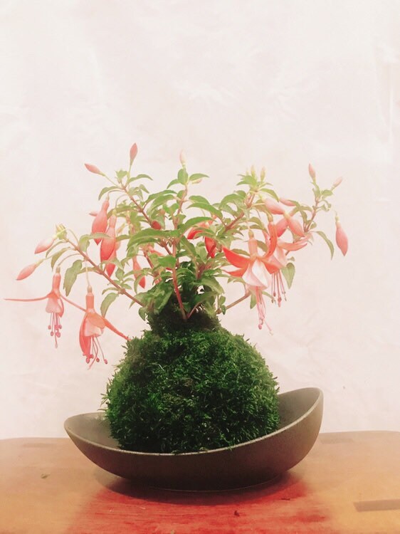 Fuchsia Kokedama - Moss ball, beautiful loving house decor.