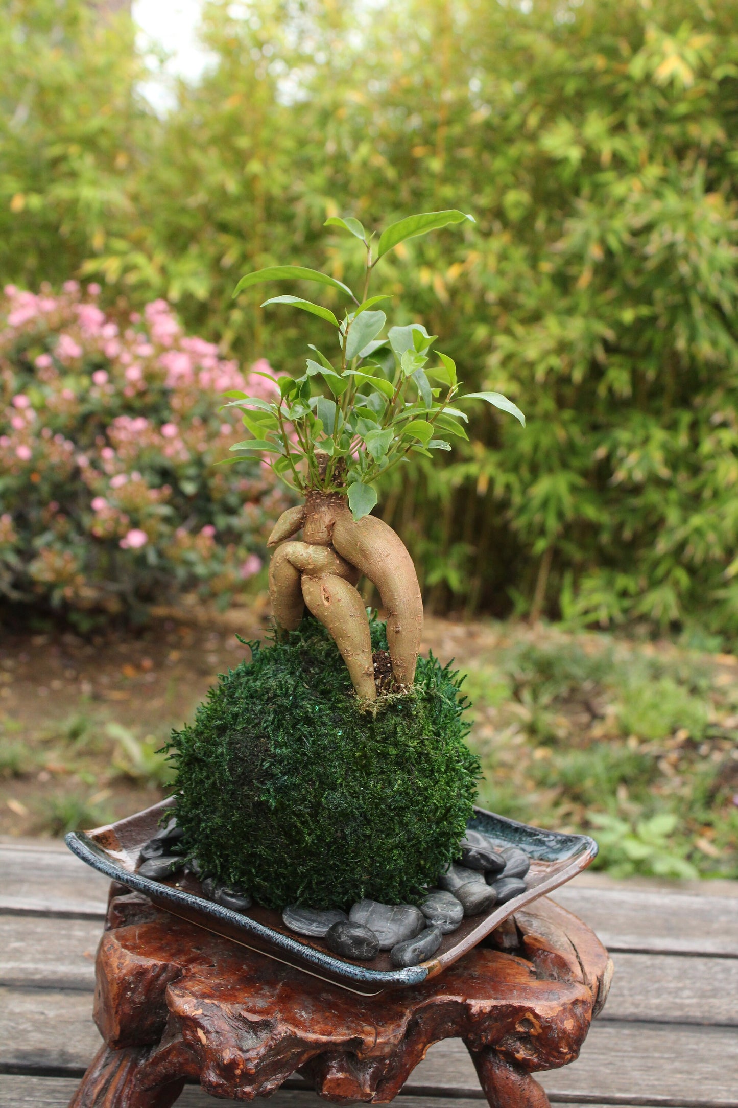 Banyan tree(Ginseng Ficus) Kokedama - Tree that bring happiness! Feel the forest, easy maintenance!