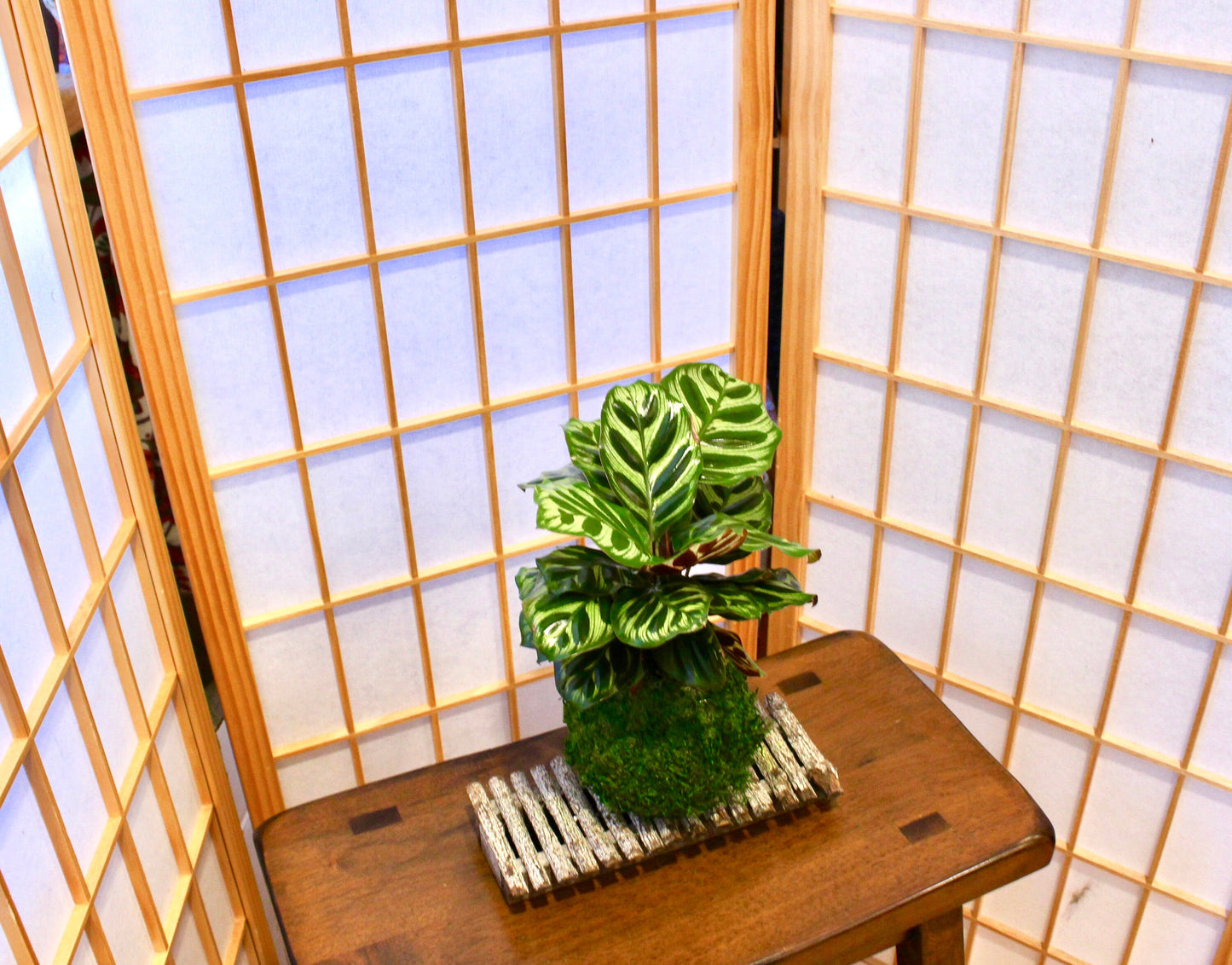 Calathea makoyana Kokedama - Bonsai Moss ball - Japanese house plant decoration