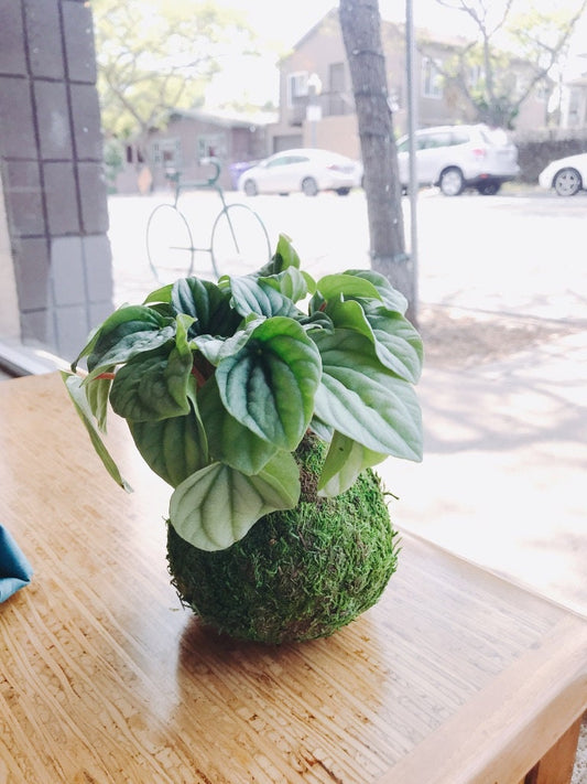 Silver Ripple Peperomia, Kokedama, Japanese traditional indoor moss ball garden