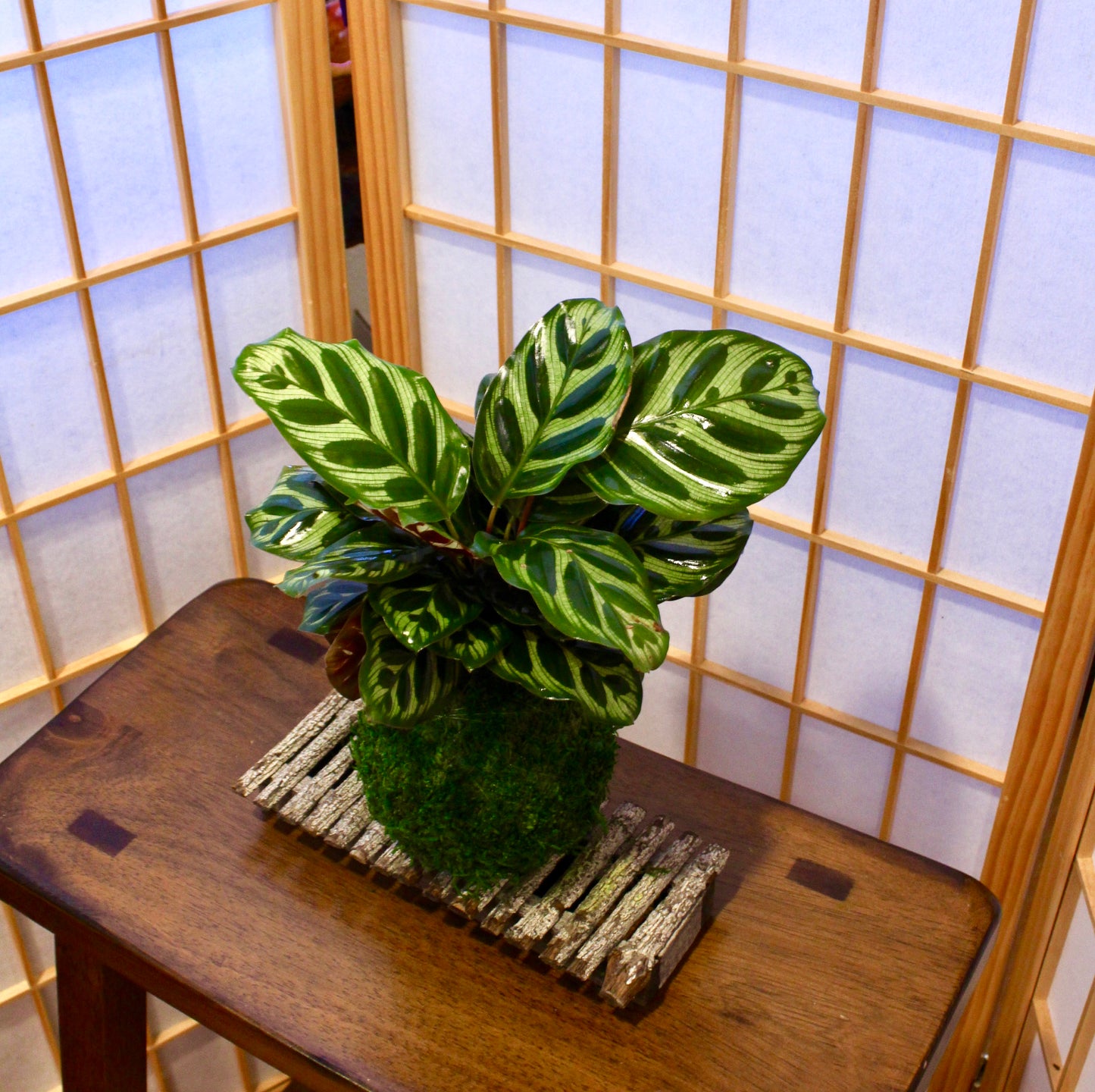 Calathea makoyana Kokedama - Bonsai Moss ball - Japanese house plant decoration