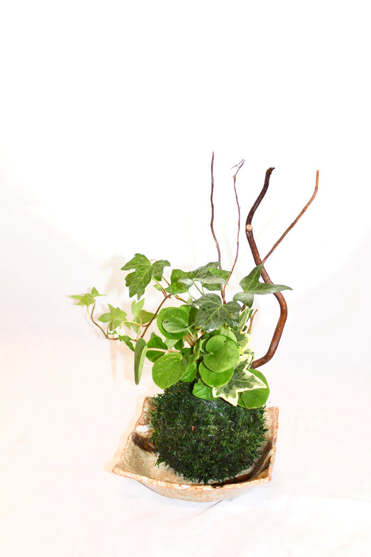 Arranged Kokedama with ripple peperomia and ivy, Japanese traditional indoor moss ball garden
