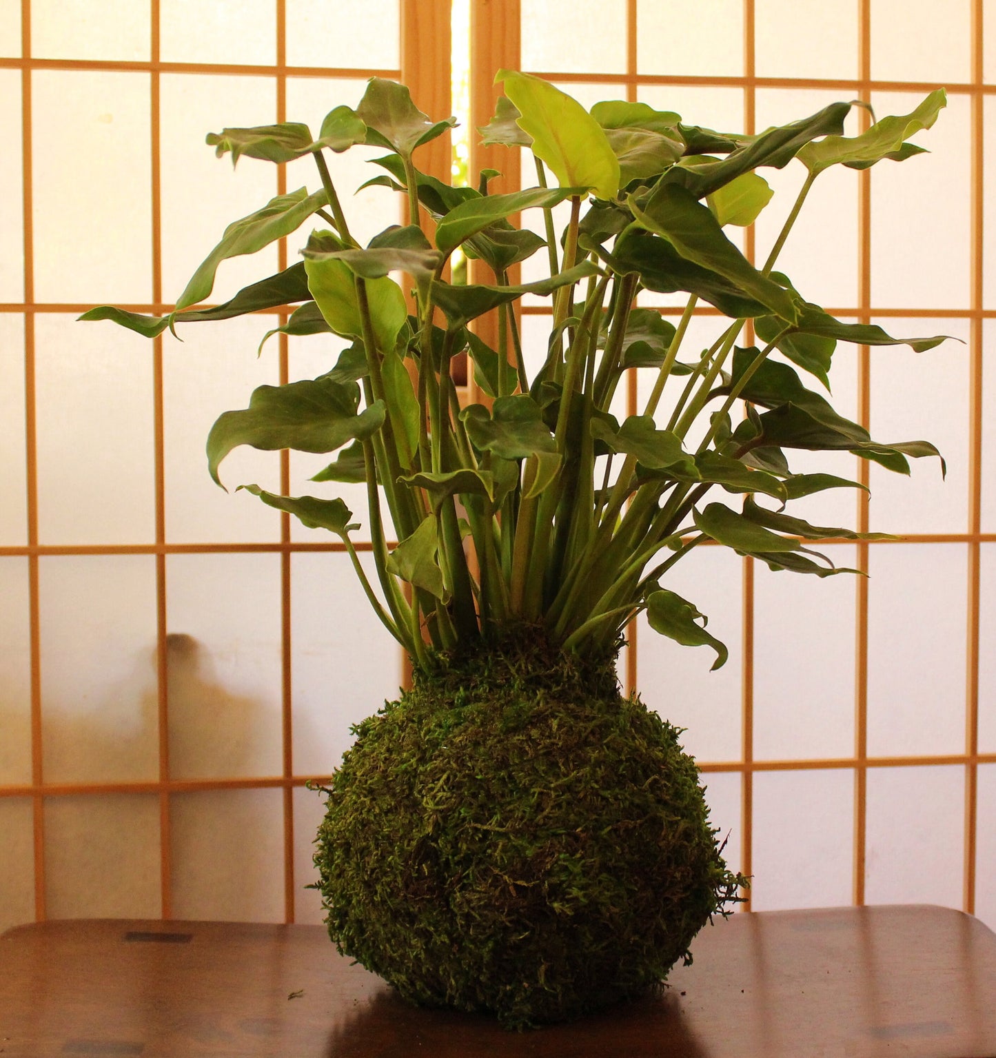 Philodendron Xanadu Kokedama - Moss ball  (6 x 6 x 18-20 inch approx)