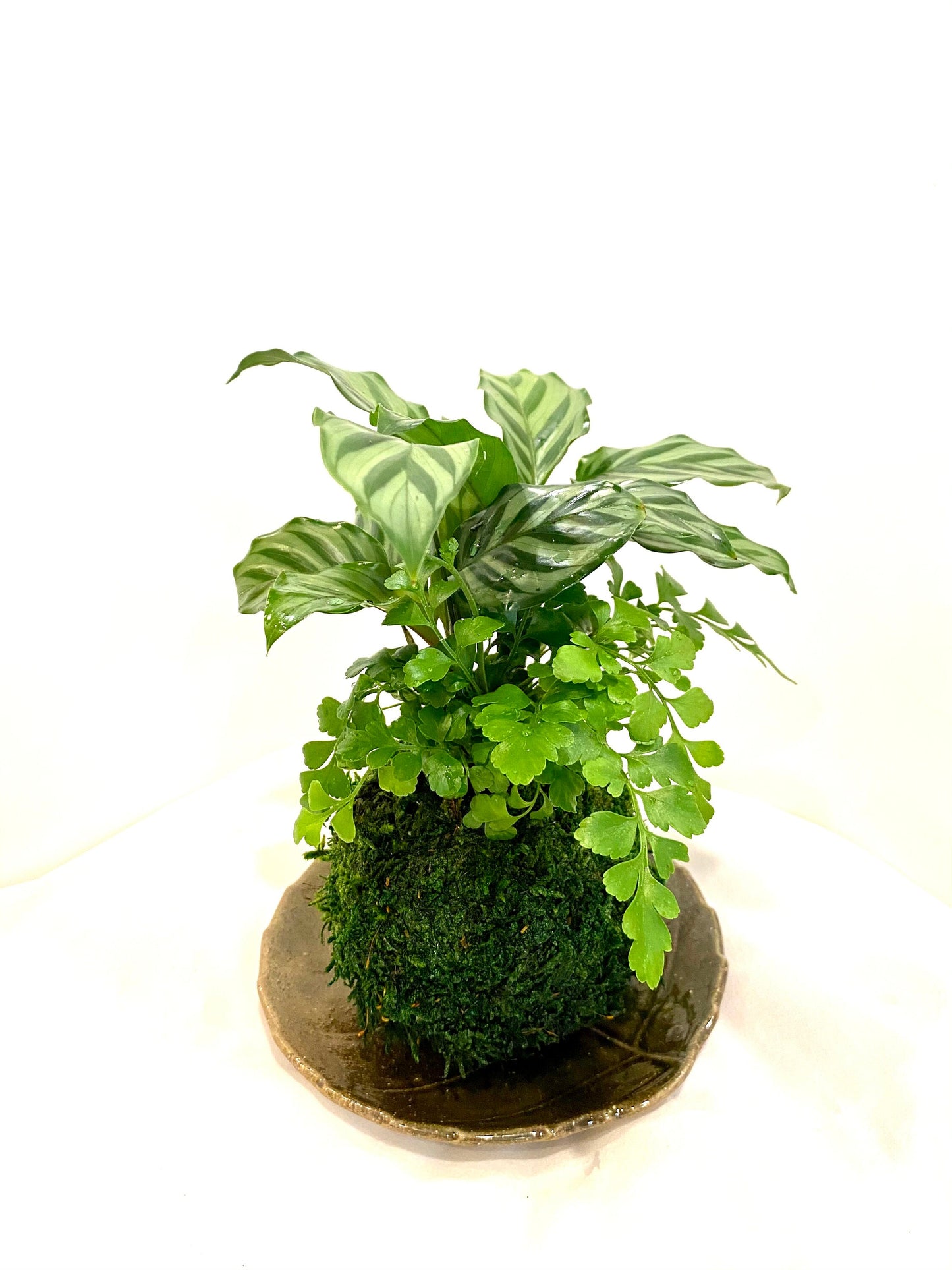 Calathea and Austral Gem Fern Combo Kokedama - Bonsai Moss ball - Japanese house plant decoration
