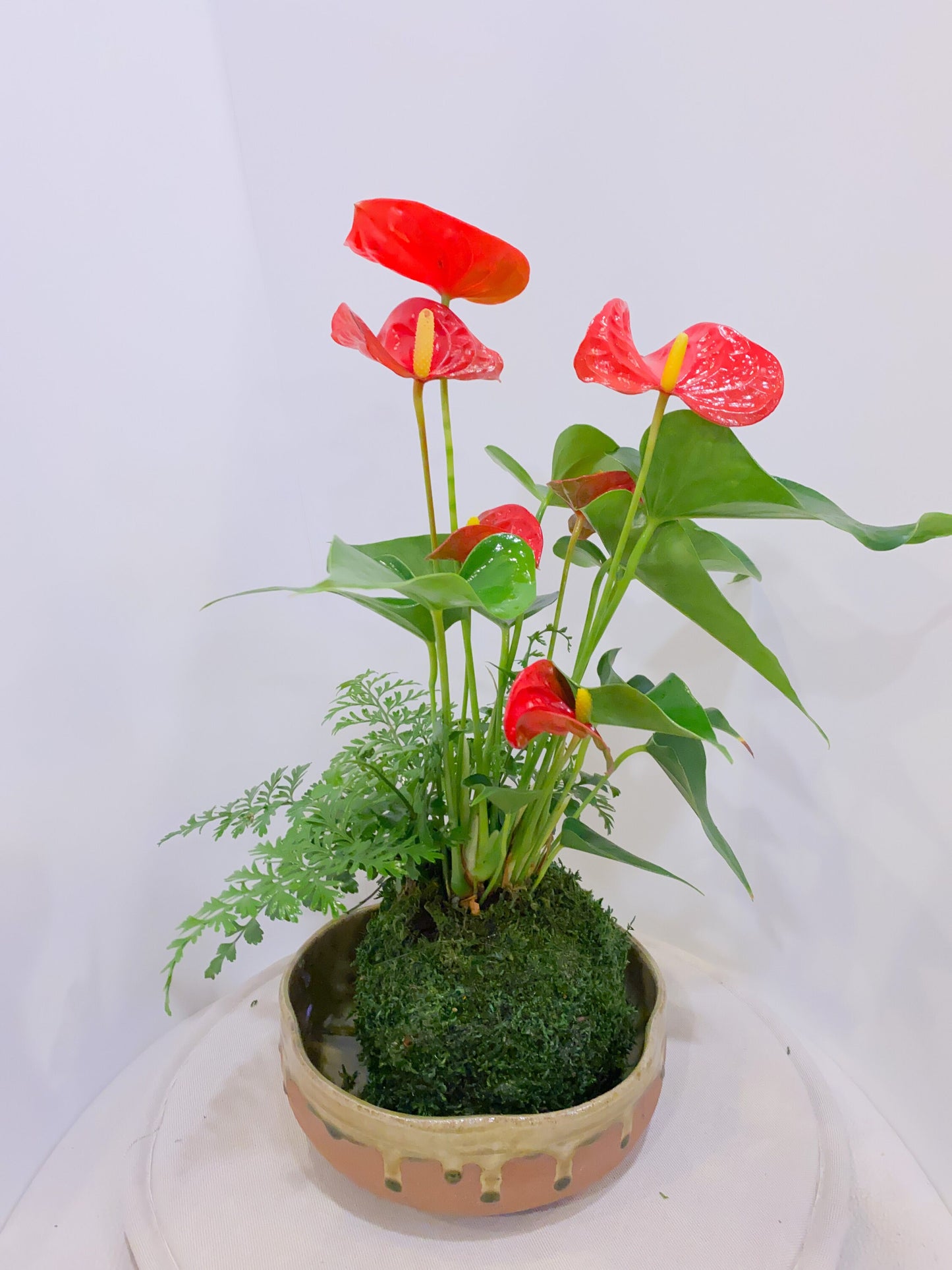 Anthurium and Fern arranged kokedama -- Bonsai Moss ball -  house decor with Japanese technique plants!