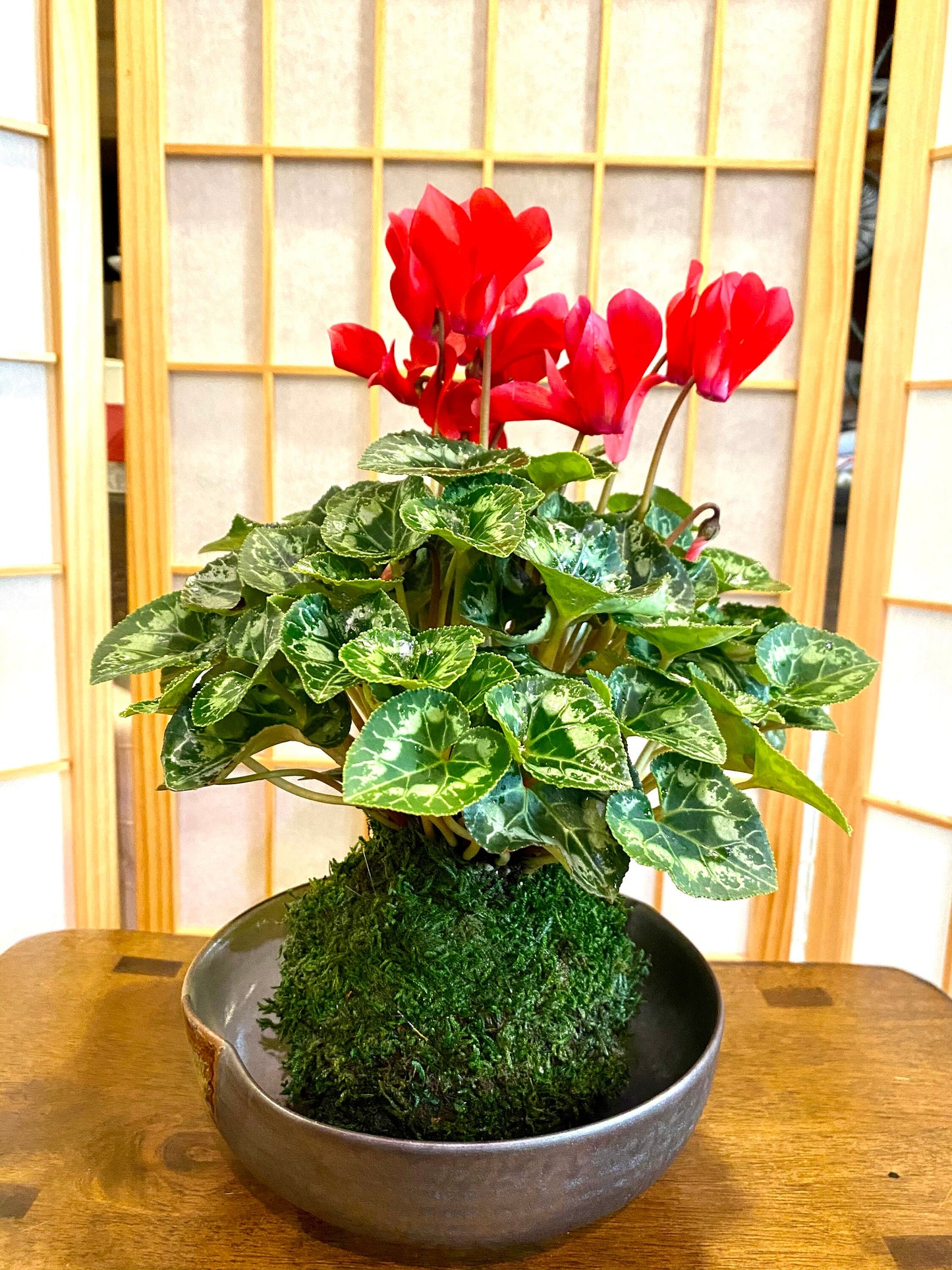 Cyclamen Kokedama - Moss ball with beautiful color flower. Best gift for Mother's Day, Valentine-day or holiday!